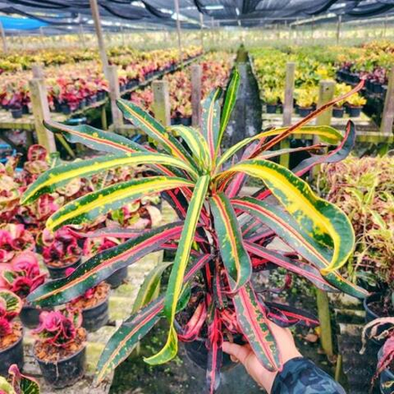 Кротон SAI RUNG SIAM