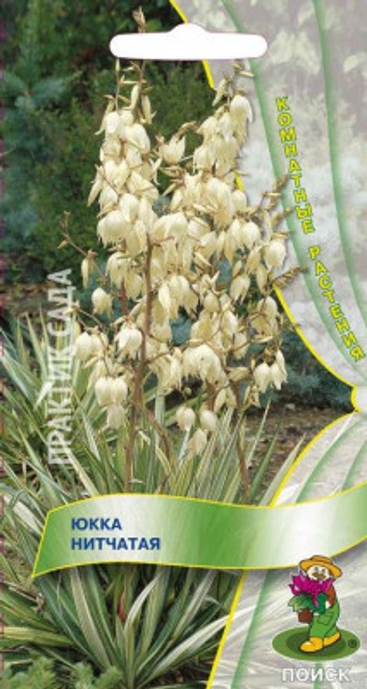 СЕМЕНА ЮККА НИТЧАТАЯ,  ПОИСК 3ШТ