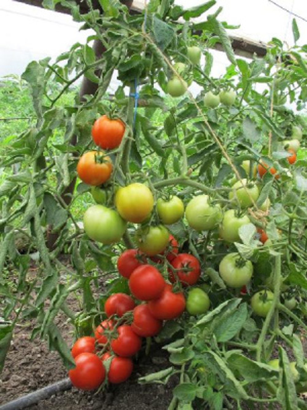 Томат Морозко F1  10шт Мязина