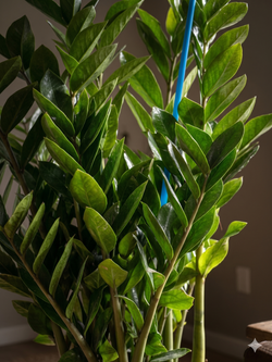 Замиокулькас Pointed Leaf д. 25