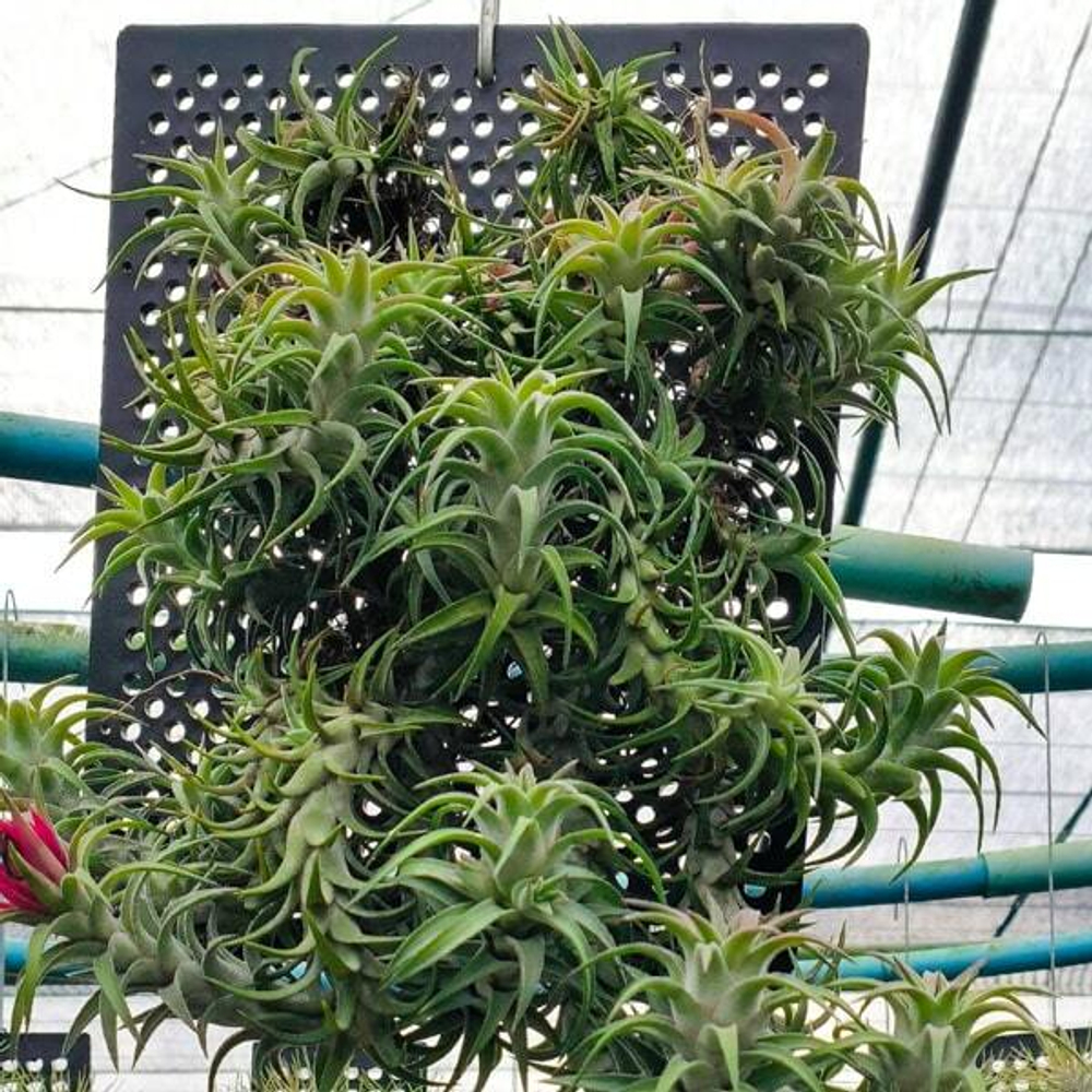 Тилландсия vanhyningii (plastic board) CLUMP L