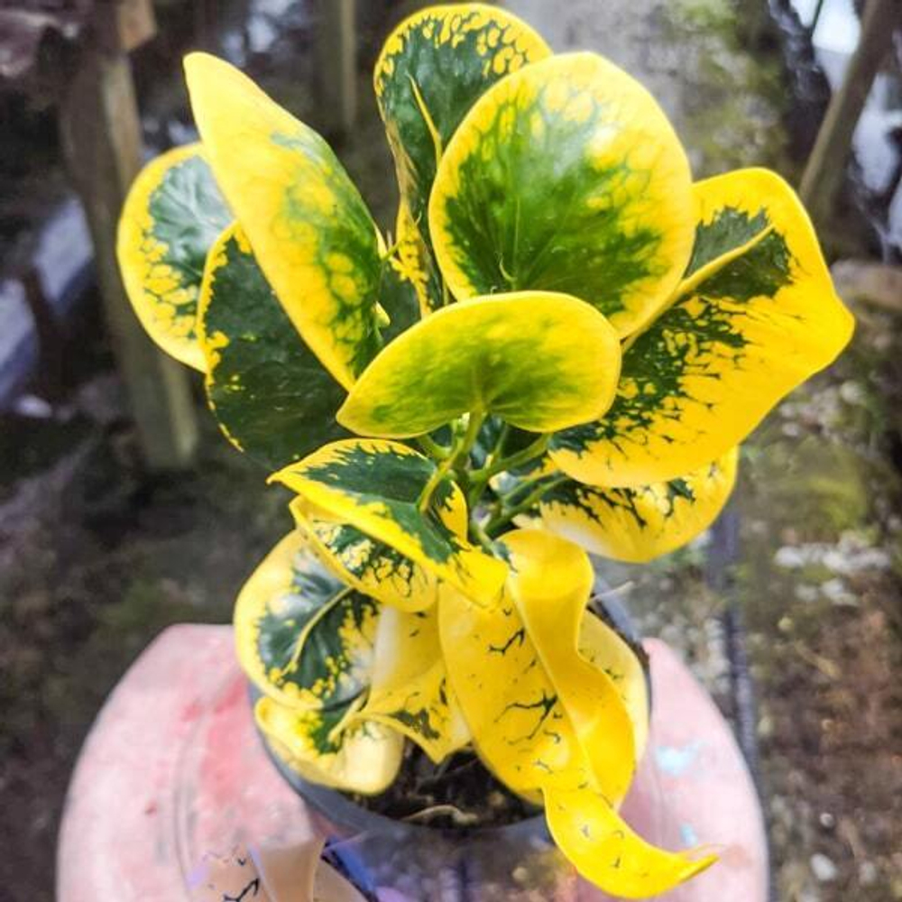 Кротон ANG THONG