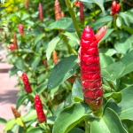 Костус красивый – Costus speciosus