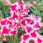 Адениум SILVER ROSE