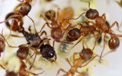 Муравьи Myrmica sp. (Рыжие муравьи)