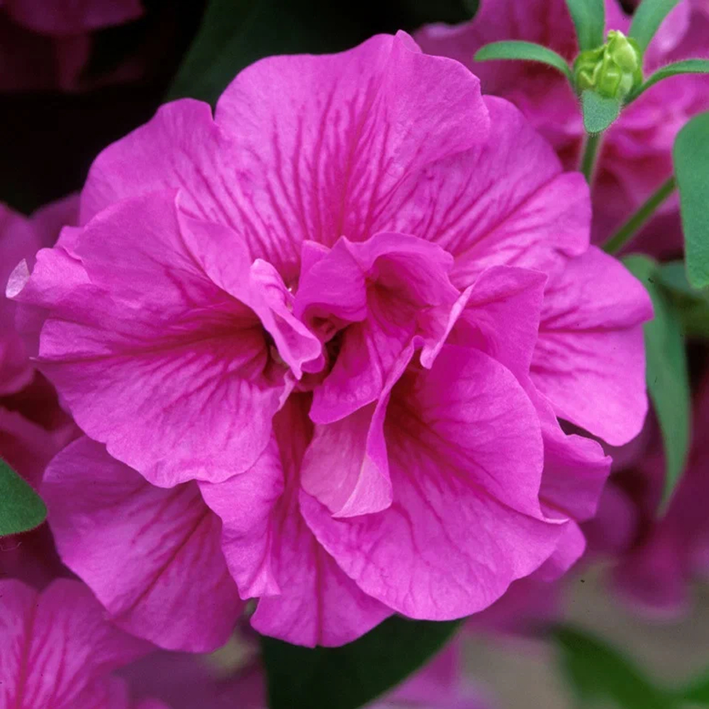 Петуния TUMBELINA Candyfloss