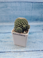 Sulcorebutia Heliosoides (Сулькоребуция)