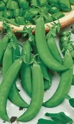 Семена Горох Амброзия 8гр (УД) Е/П