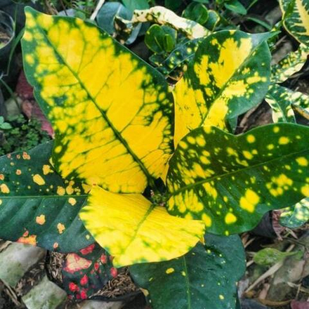 Кротон RENGGOLO