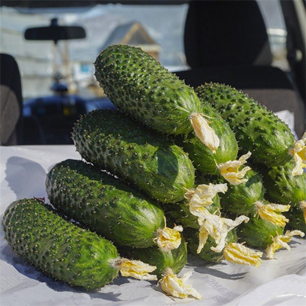 огурец sv 4097 f1. огурец корнишон, св4097цв f1. огурцы сорт св 4097. огурец 4097 f1. семена огурцов св 4097.