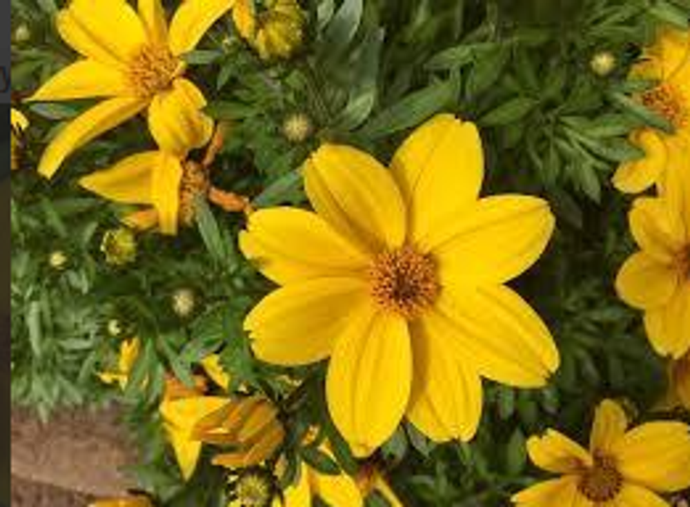 ЕВРО Bidens ferulifolia BEE Giant Yellow неукор черенок конец ноября