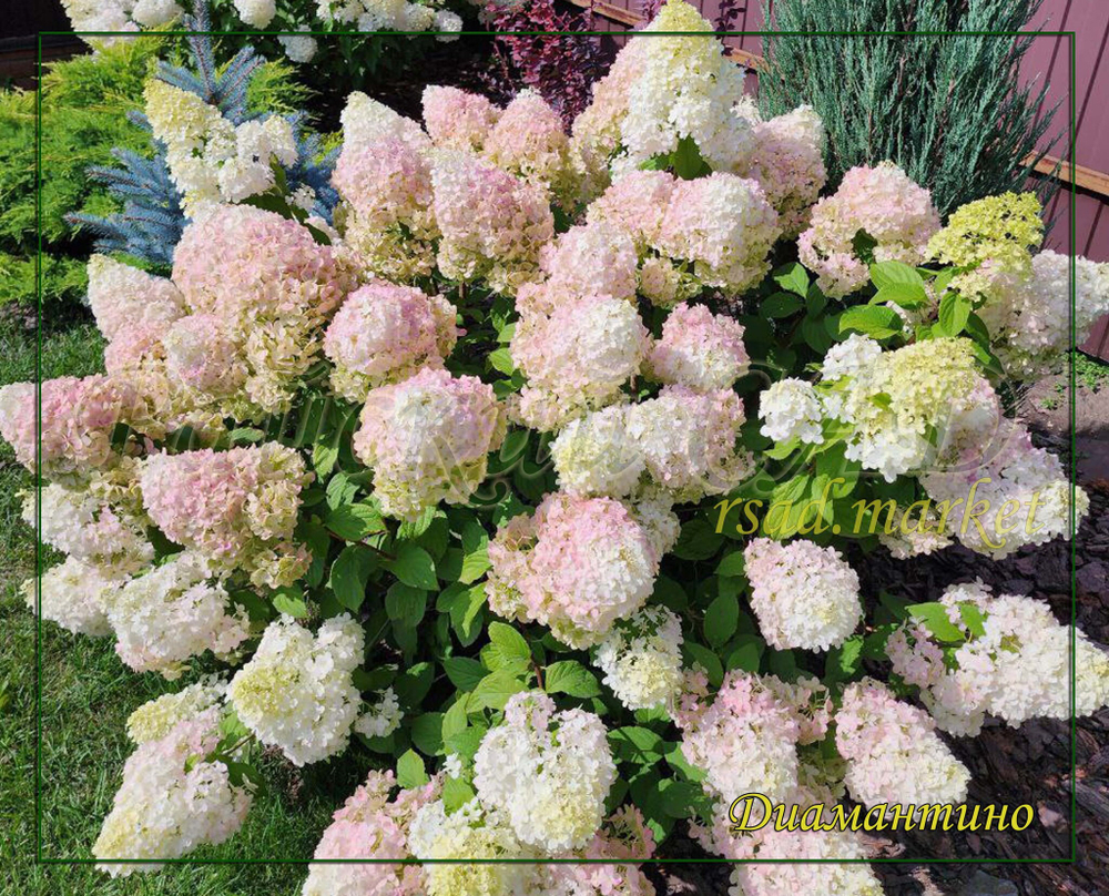 Гортензия метельчатая Диамантино- Алмаз (Hydrangea paniculata `Diamantino`)