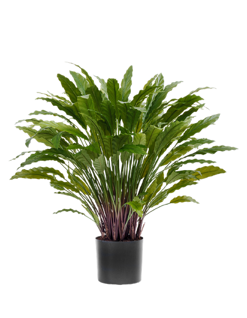 Калатея в горшке 85 см