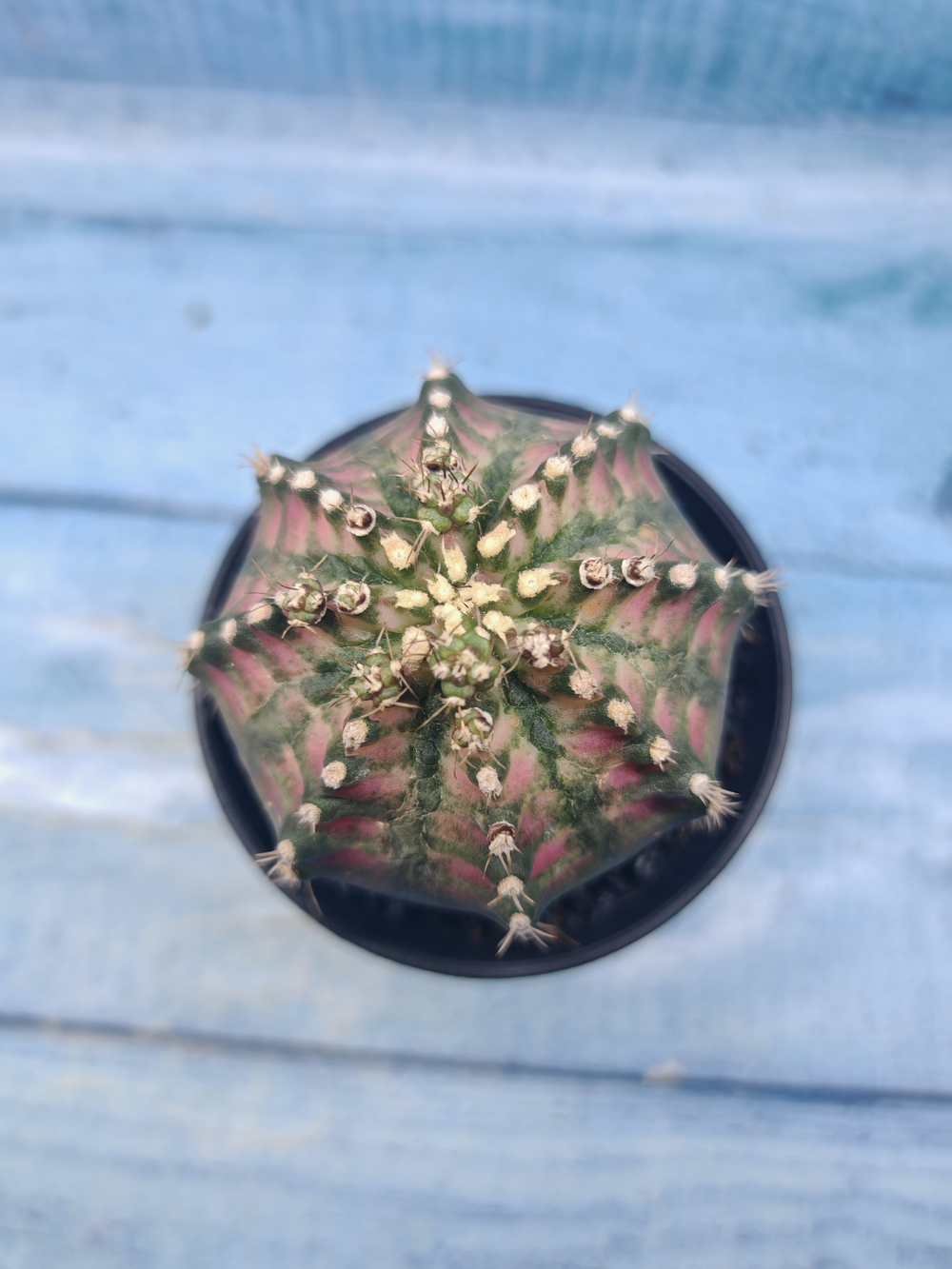Gymnocalycium T-Rex Pink hybrid (Гимнокалициум T-rex)