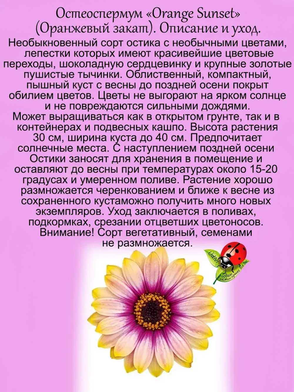 Остеоспермум Оранжевый закат