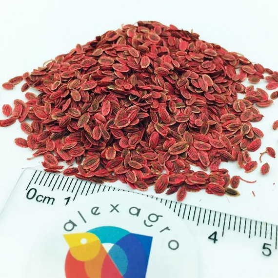 Грин сливз семена укропа (Enza Zaden / ALEXAGRO) семена – фото 6