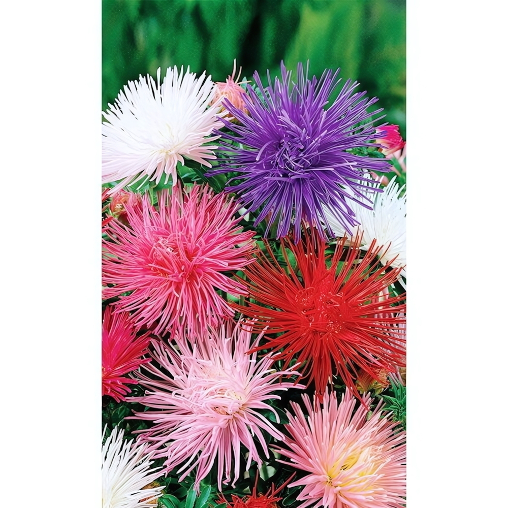 Семена Астра игольчатая Гигантские лучи (УД) Е/П