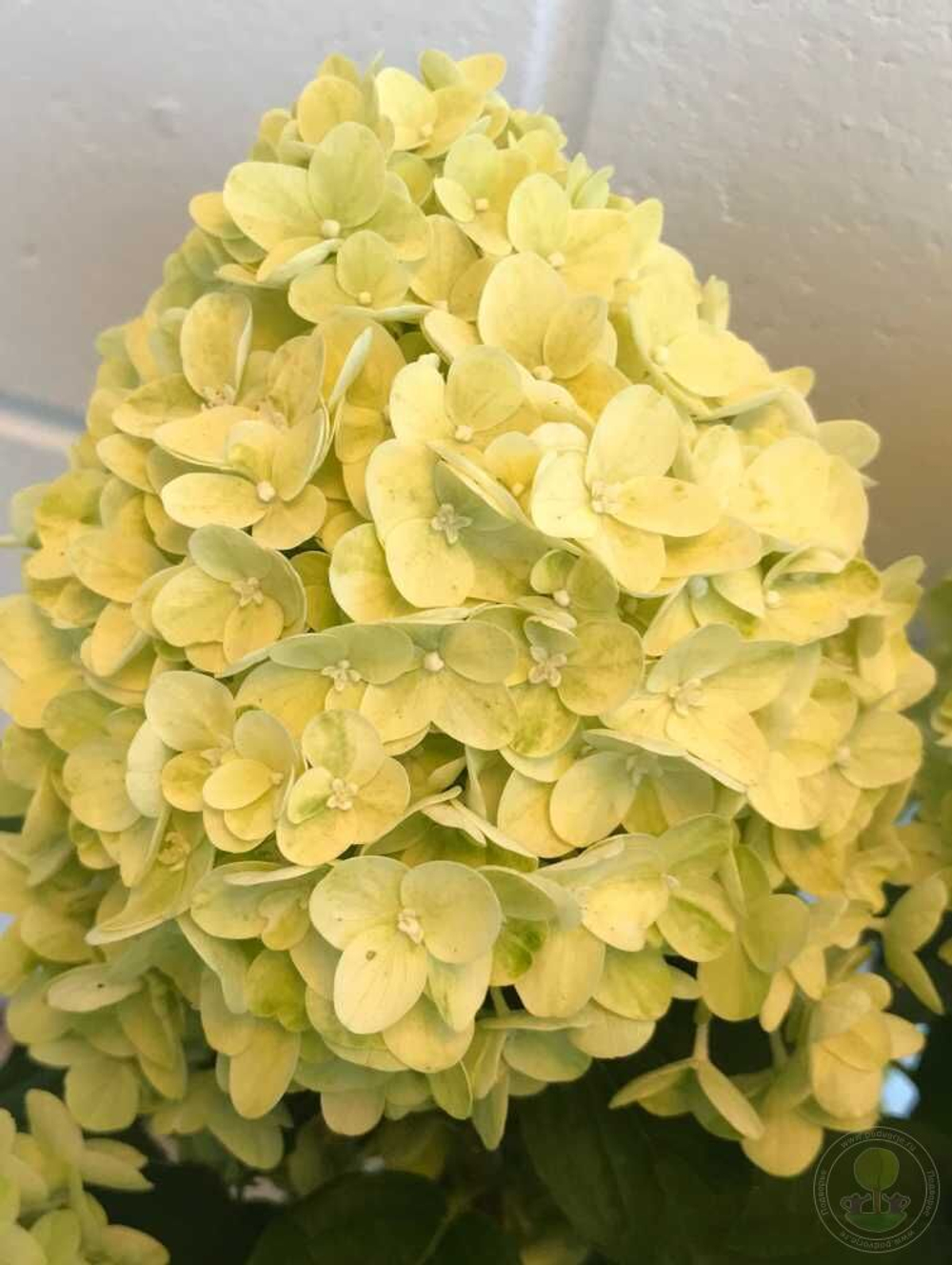 Гортензия метельчатая Гарденлайт Лемонлайт ( Hydrangea paniculata Gardenlight Lemonlight)