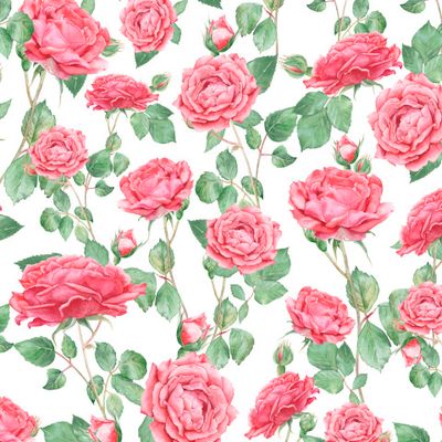 Красные розы на белом фоне