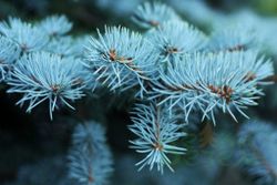 Голубая ель в горшке