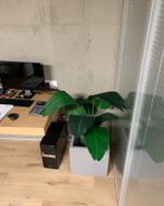 Озеленение  искусственными растениями офиса перфоманс-агенства "South Media" г.Краснодар