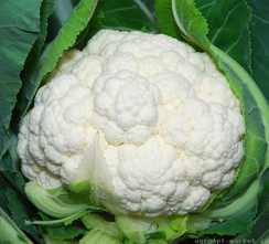 Наутилус F1 семена капусты цветной (Clause / Клос)