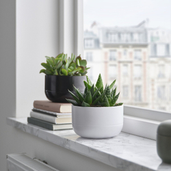 IKEA SUCCULENT  (ИКЕА СУССУЛЕНТ)  -  Горшечное растение, суккулент разных цветов, 14 см