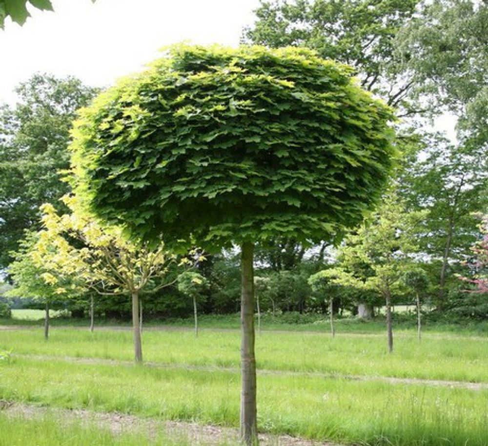 Клен остролистный globosum