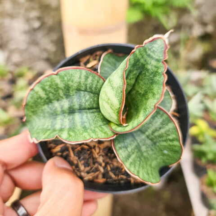 Сансевиерия SINUS ROSET