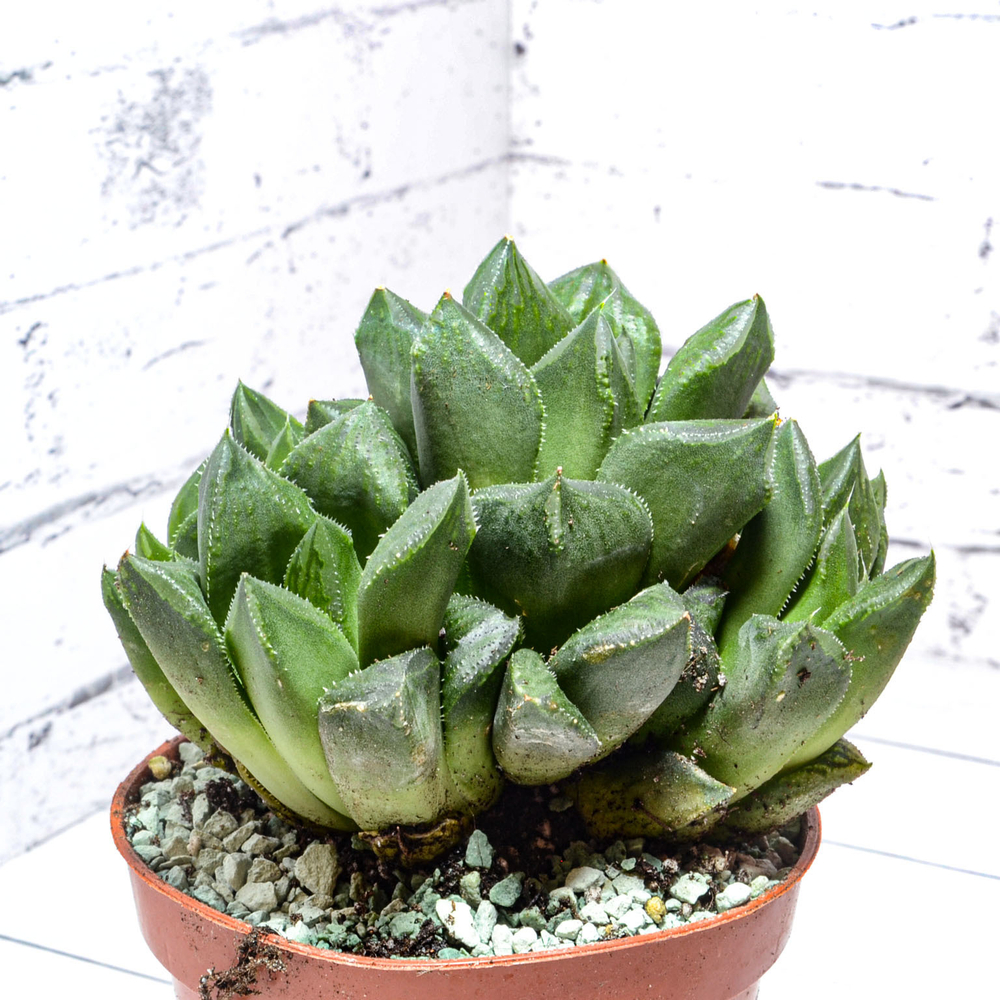 Haworthia Cuspidata hybrid (Хавортия)