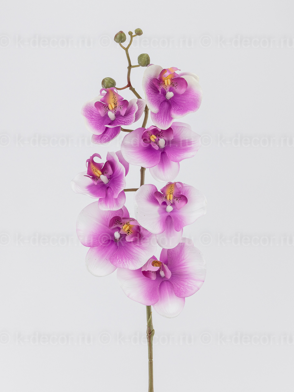 Ветка орхидеи Малибу