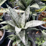 Сансевиерия MARGA