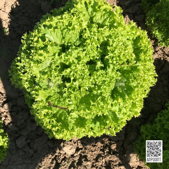 Лозано семена салата лолло блонда (Rijk Zwaan / Райк Цваан) в поле – фото 6