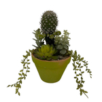 Кактус в ассортименте