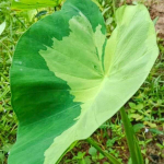 Колоказия EMERALD GOLDEN