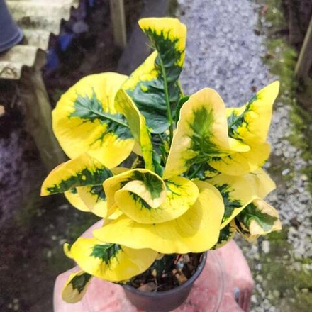 Кротон LAEM THONG