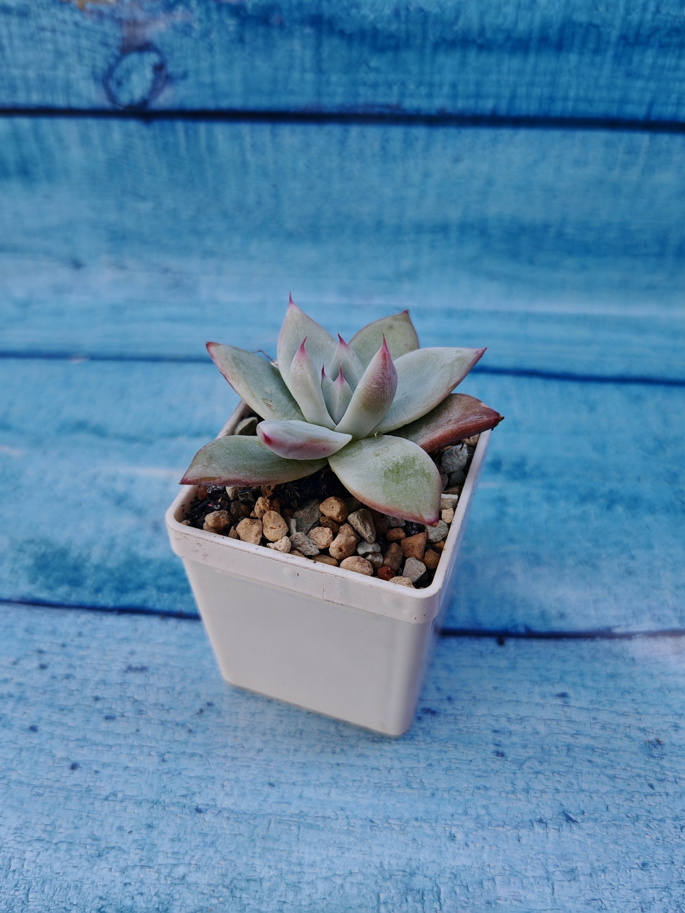 Echeveria Colorata Ice (Эхеверия)