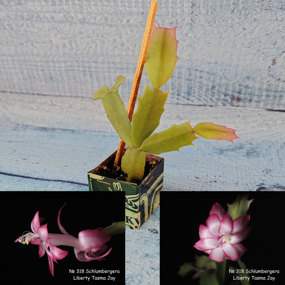 Schlumbergera Liberty Tasma Jay (Декабрист)