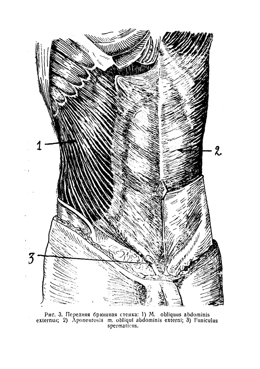 Топографическая анатомия и оперативная хирургия живота и таза | В.Х. Фраучи