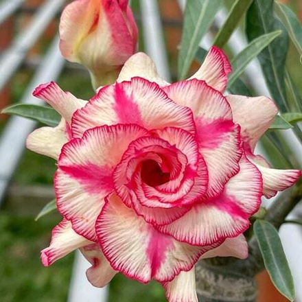 Адениум THIEN TRANG