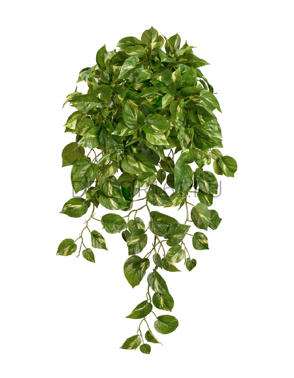 Потос Элегант ампельный большой новый в-90 см (Sensitive Botanic) 6/24 20.1377XL