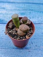 Lithops sp. (Литопсы)