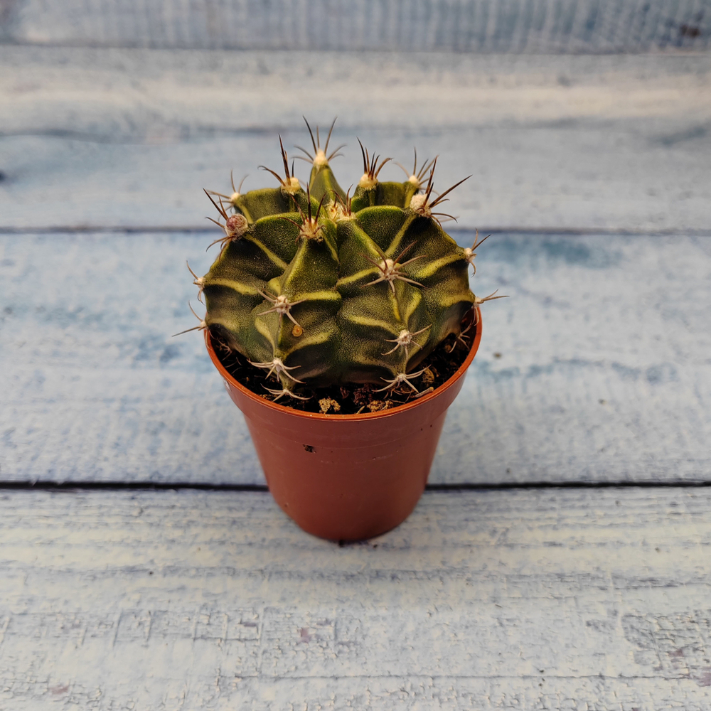 Gymnocalycium Friedrichii (Гимнокалициум)