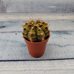 Gymnocalycium Friedrichii (Гимнокалициум)