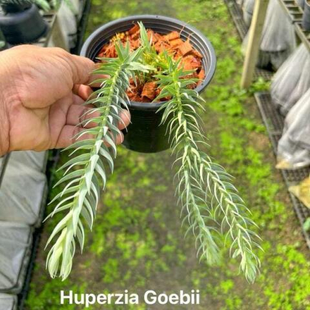 Хуперция H.GOEBELII 5"