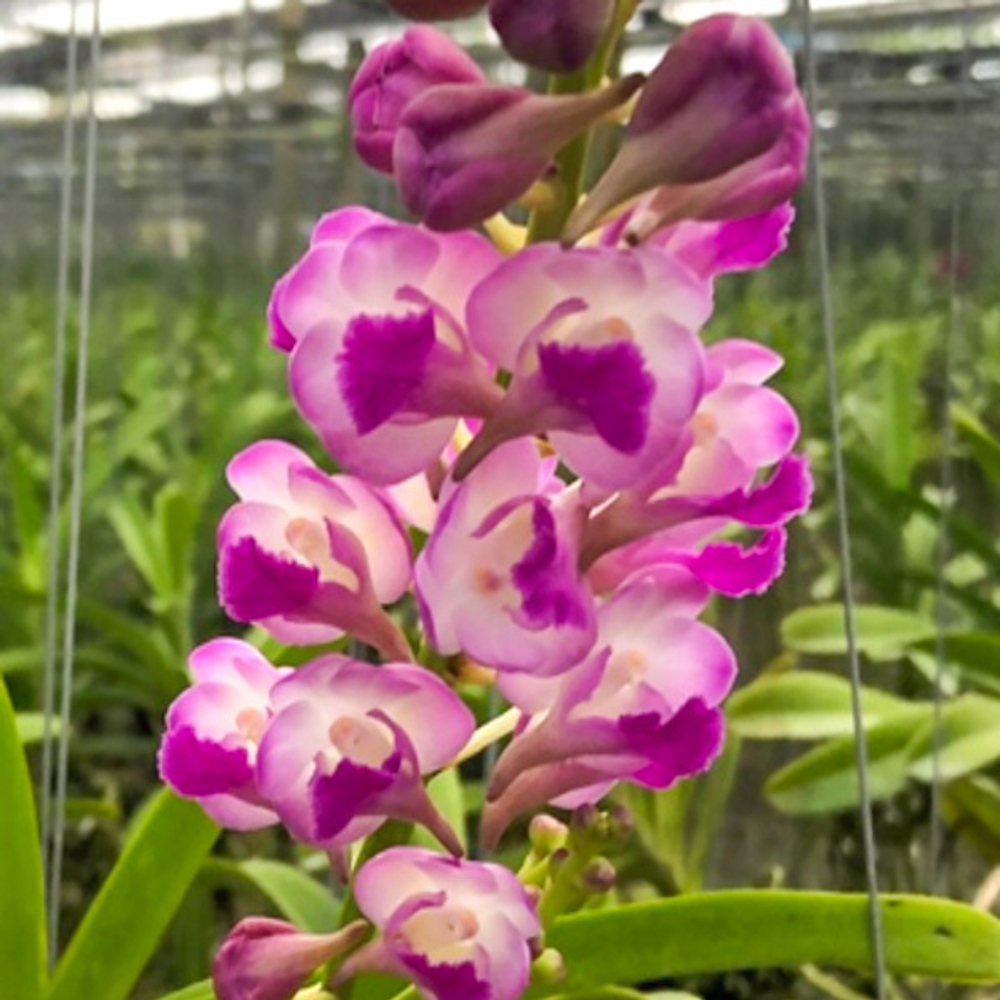 Орхидея ринхостилис RHY COELESTIS X AER LAWRENCEA