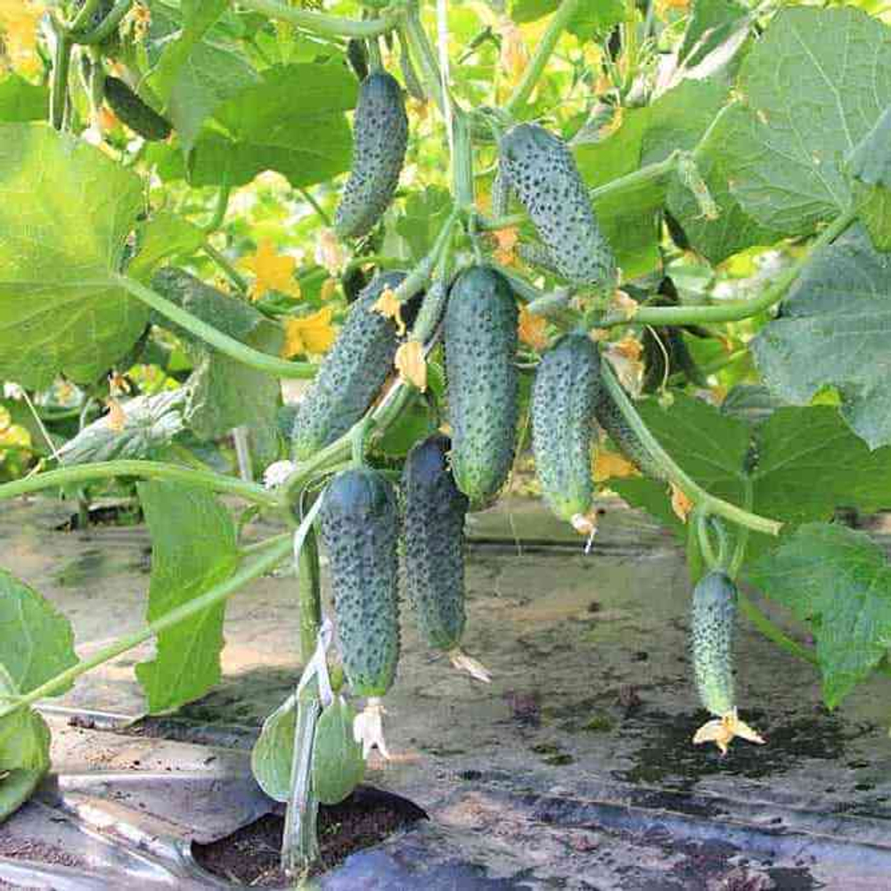 Cемена огурца Клодин F1, Seminis, 7 шт.