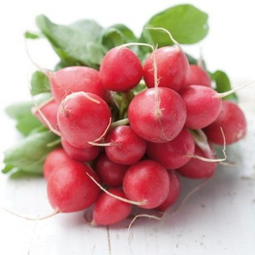 Рондеел семена редиса (Rijk Zwaan / Райк Цваан)