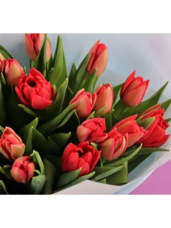 Тюльпаны пионовидные ,луковицы сорт LARGO красные (4штуки)