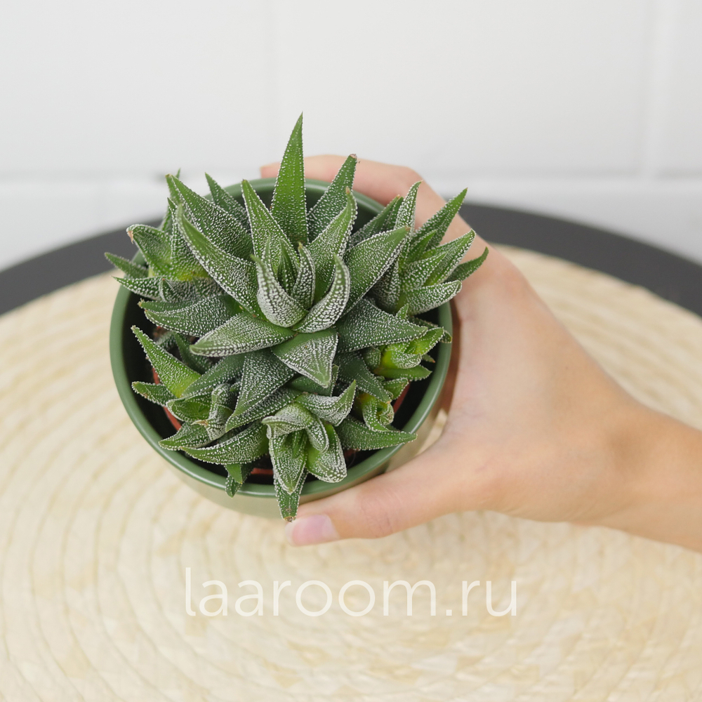 Хавортия Конколор d8